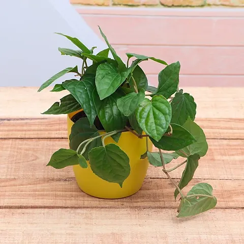 Hot Selling Plant & Planters 