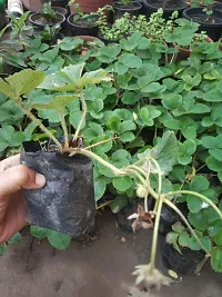 Platone Strawberry Plant Strawberry Plant-thumb2