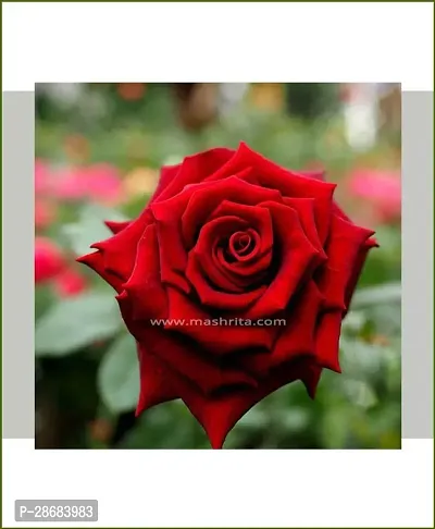 Platone Rose Plant ROSE PLANT B99-thumb2