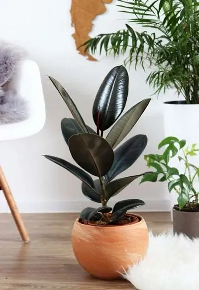 Must Have Plant & Planters 