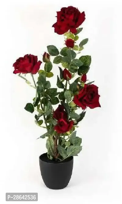 Platone Rose Plant GRAFTED ENGLISH ROSE 004