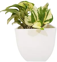 Platone Money Plant Natural PlantAir Purifying Cute Marble Money Plant Beautiful Indoor Plant-thumb1