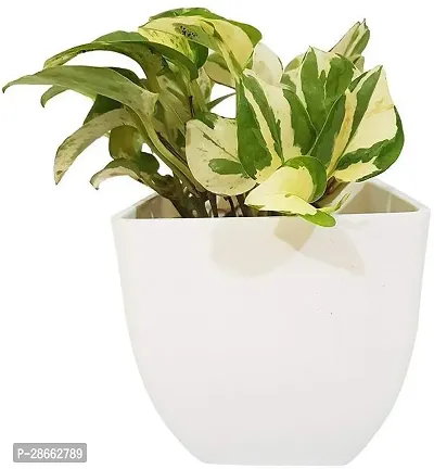 Platone Money Plant Natural PlantAir Purifying Cute Marble Money Plant Beautiful Indoor Plant-thumb2