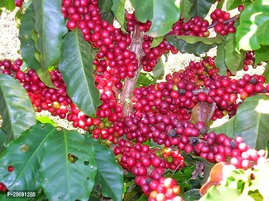 Platone Coffee Plant Healthy Coffee Tree Plant