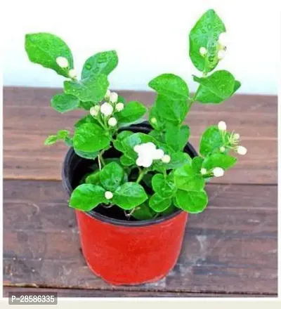 Platone Jasmine Plant jasmine plant 0015