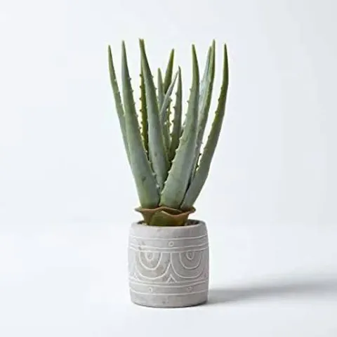 New Arrival Plant & Planters 