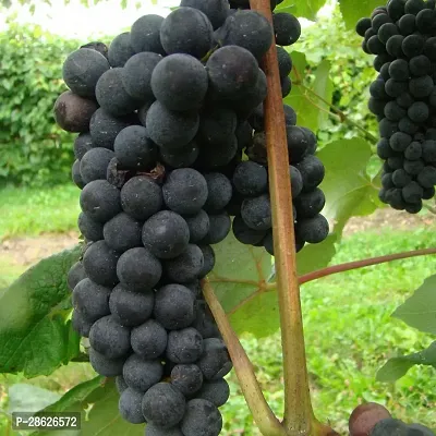 Platone Grapes Plant Live Rare Exotic Tropical Fruit Grape Vitis Vinifera-thumb0