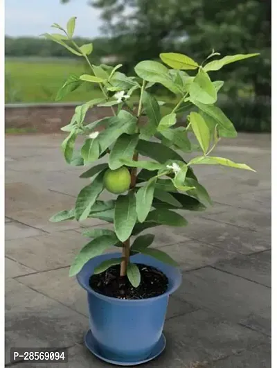 Platone Guava Plant L01-thumb0