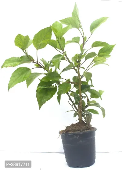 Platone Hibiscus Plant HebiscusGudhal Live Plant (Included Pot)-thumb3