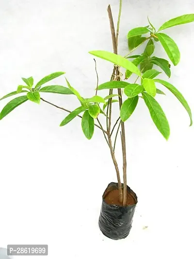 Platone Rudraksha Plant ZHF53