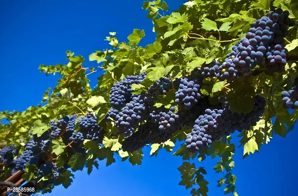 Platone Grapes Plant Grapes Sweet Hybrid Plant BG-02