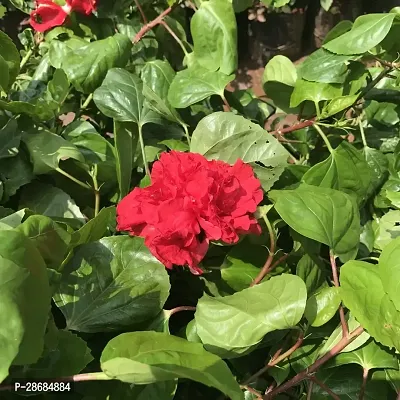 Platone Hibiscus Plant Red Hibiscus flower plant with growing bag FN5237