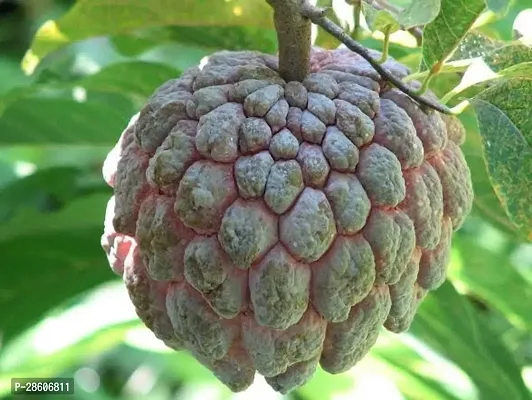 Platone Custard Apple Plant Axotic-thumb2