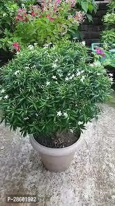 Platone Jasmine Plant JASMINE PLANT XX