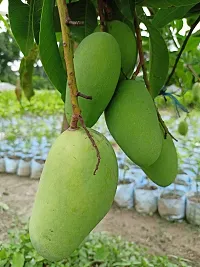 Platone Mango Plant All Time Katimon Mango Plant-am04-thumb1