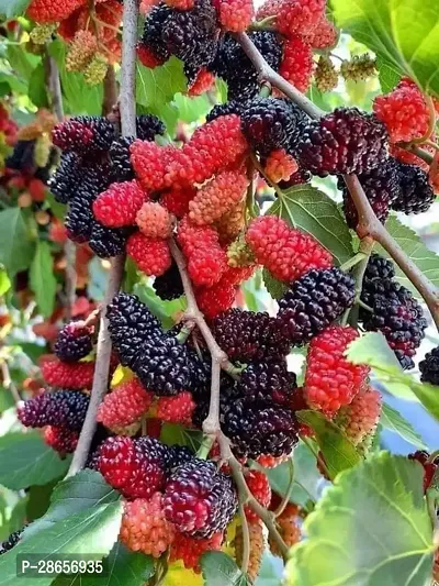 Platone ShahtootMulberry Plant Hybrid Mulberry plant33