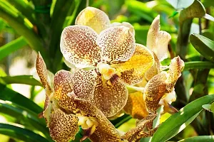 Platone Lily Plant Vanda Orchid Flower Plant-thumb1