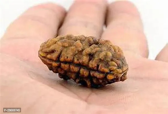 Platone Rudraksh Live Plant Rudraksha plant 1 mokhe (pack off 1)-thumb0