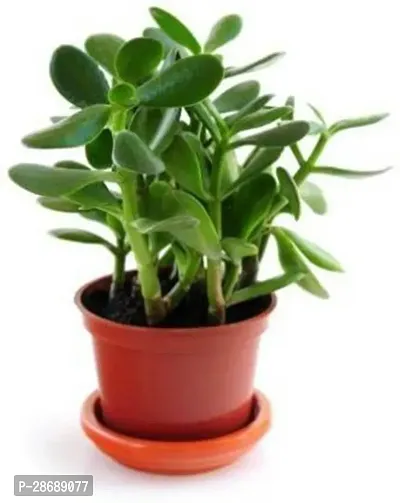 Platone Jade Plant FG-RK-OJ671