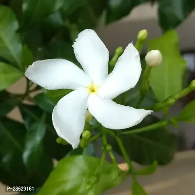 Platone Jasmine Plant Jasmine Crepe Jasmine Chinese Tagor Night Blooming Jasmine Plant Disha-00016111-thumb0