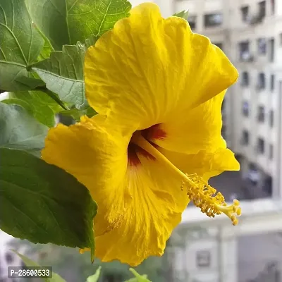 Platone Hibiscus Plant Hibiscus Yellow Live Flower Plant CF33002711