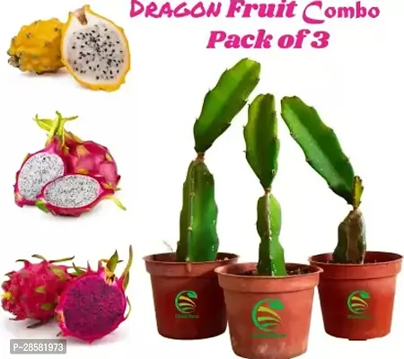 Platone Dragon Tree DR-1