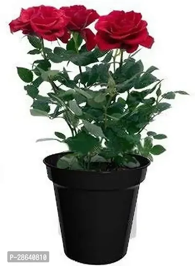 Platone Rose Plant BHJG32-thumb0