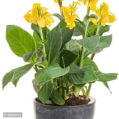 Platone Canna Lily Plant Imported Excellent Quality Yellow Colour Canna Lily, Canna indica Flower Bulbs for Home Outdoor Gardening Plants.