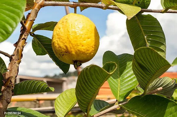 Platone Guava Plant Guava Plant-thumb0