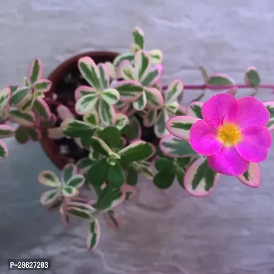 Platone Portulaca Plant Portuluca Mixed Live Plant Disha-0158