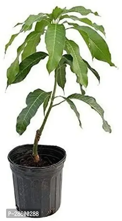 Platone Mango Plant ANGO8-thumb0