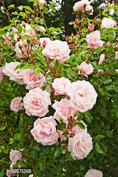 Platone Rose Plant PINK ROSE 5