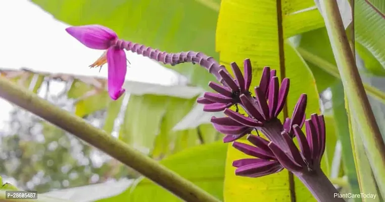 Platone Banana Plant Banana Hybrid Plant