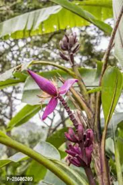 Platone Banana Plant Red Banana Fruit Plant Y1