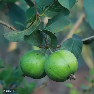 Platone Guava Plant TIGGauva29