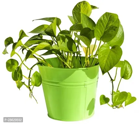 Platone Money Plant money plant 8009-thumb0