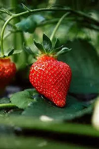 Platone Strawberry Plant STRAWBERRY PLANT POL-thumb1