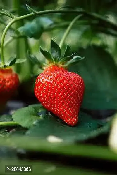 Platone Strawberry Plant STRAWBERRY PLANT POL-thumb2