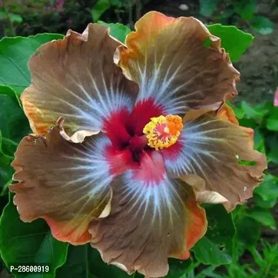 Platone Hibiscus Plant eco worlds Hibiscus Plant