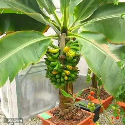 Platone Banana Plant Hybrid Singapuri Banana live plant for fruiting, Gardening or devotional purpose CF01