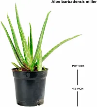 Platone Aloe Vera Plant Aloe Vera Plant-thumb1