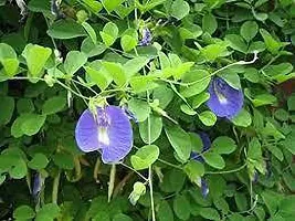 Platone Aparajita Butterfly Pea Plant Aparajita flower plant1-thumb2