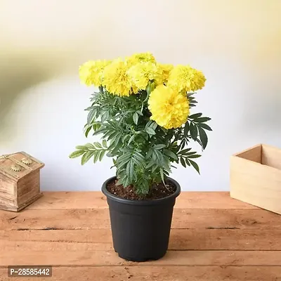 Platone Marigold Plant African Marigold (Yellow) - Plant