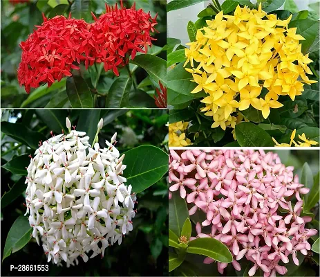 Platone Ixora Mini Pink Flowering Plant Imix callour1 ixora plant