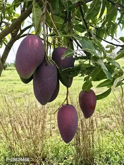 Platone Mango Plant Chakapat mango plant