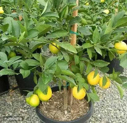 Platone Lemon Plant Lemon Plant 124