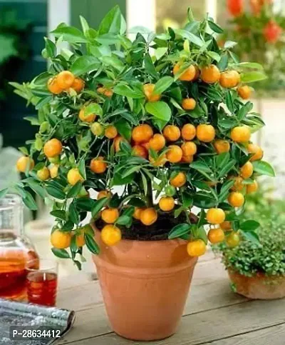 Platone Orange Plant or76-thumb0