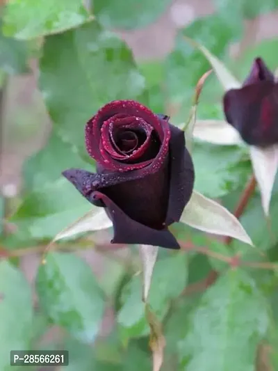 Platone Rose Plant RED ROSE PLANT-thumb0
