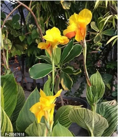 Platone Canna Lily Plant Canna Lily Plant-3-thumb0