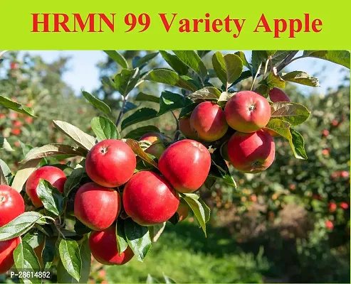 Platone Apple Plant HRMN 99 Apple Plant